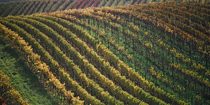 Link zur EU-Weinbaukartei Rodungs-, Pflanz- und Änderungsmeldung