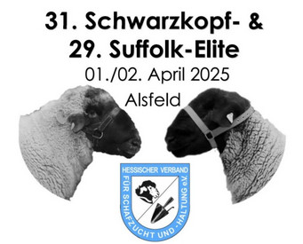 Schwarzkopf- und Suffolk-Eliteauktion 