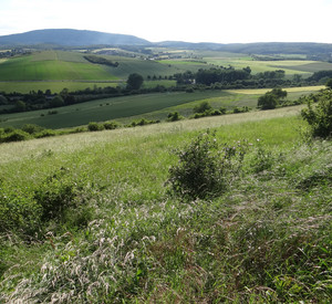 Grünlandfläche mit Landschaft