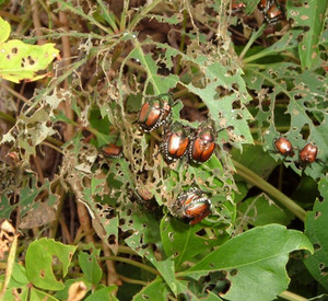 Japankäfer auf abgefressenen Blättern.