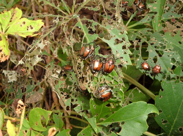 Große Gefahr durch Japankäfer Große Gefahr durch Japankäfer