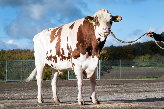 Bullenempfehlung Winter 2025/2026