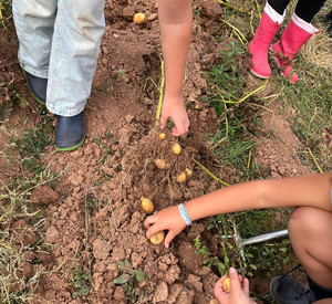 Kinderhände greifen nach Kartoffeln in der Erde.