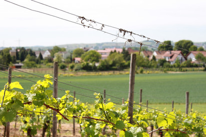 Neues Weinbezeichnungsrecht - Änderungen ab Jahrgang 2026