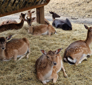 Liegendes Damwild vor Futterraufe