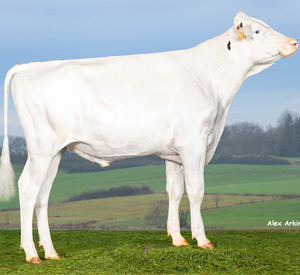 Kant, ein Extieurbulle, der auch in Milchleistung und Fitnesswerten überzeugen kann.