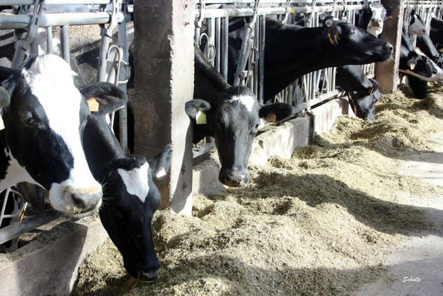 Vergleichender Mischfuttertest Nr. 45/2025 Vergleichender Mischfuttertest Nr. 45/2025