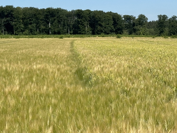 Gerstenfeld