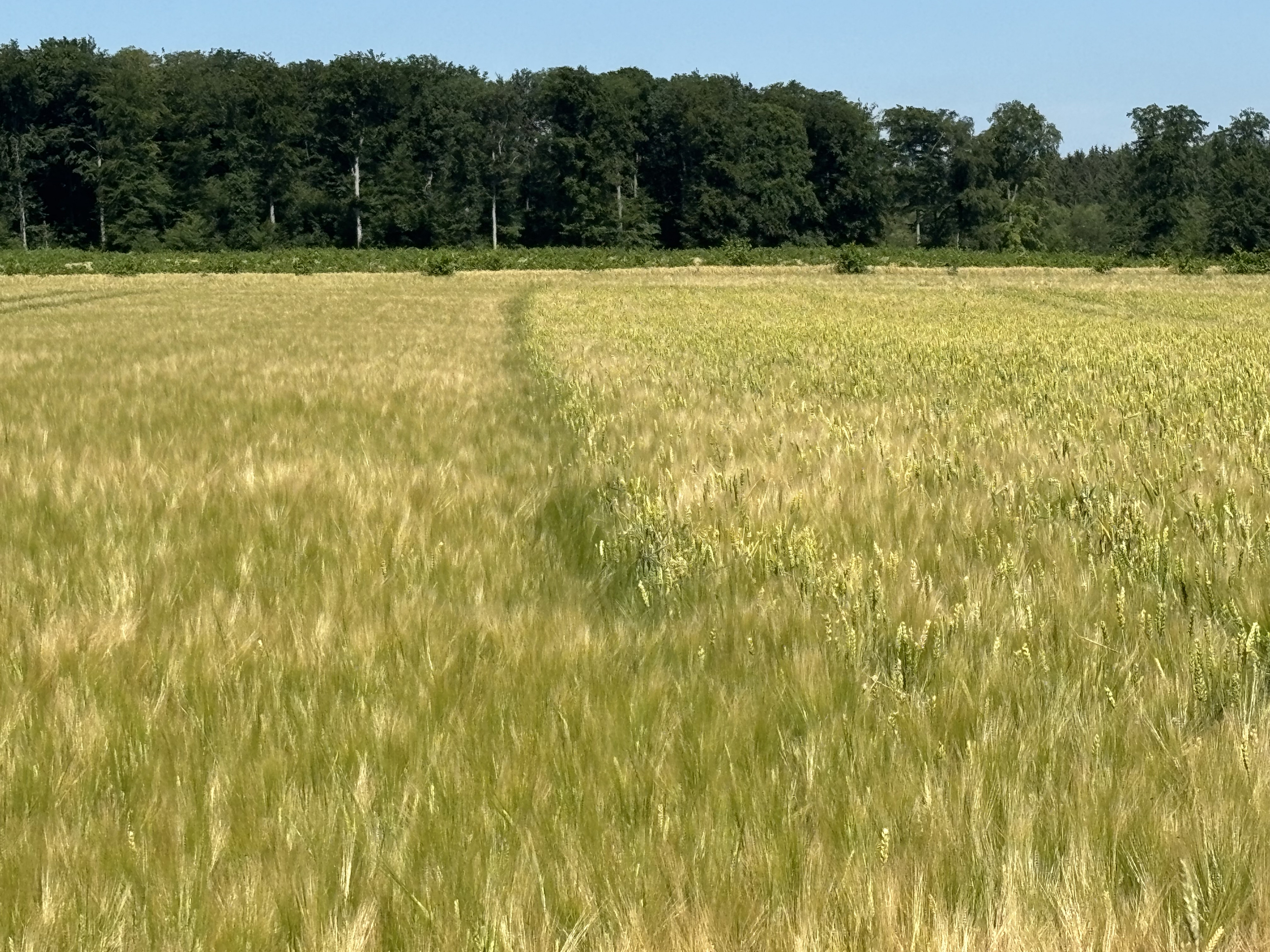 Gerstenfeld
