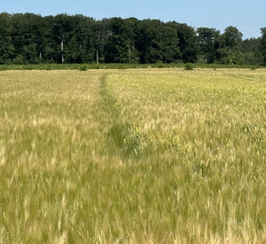 Gerstenfeld