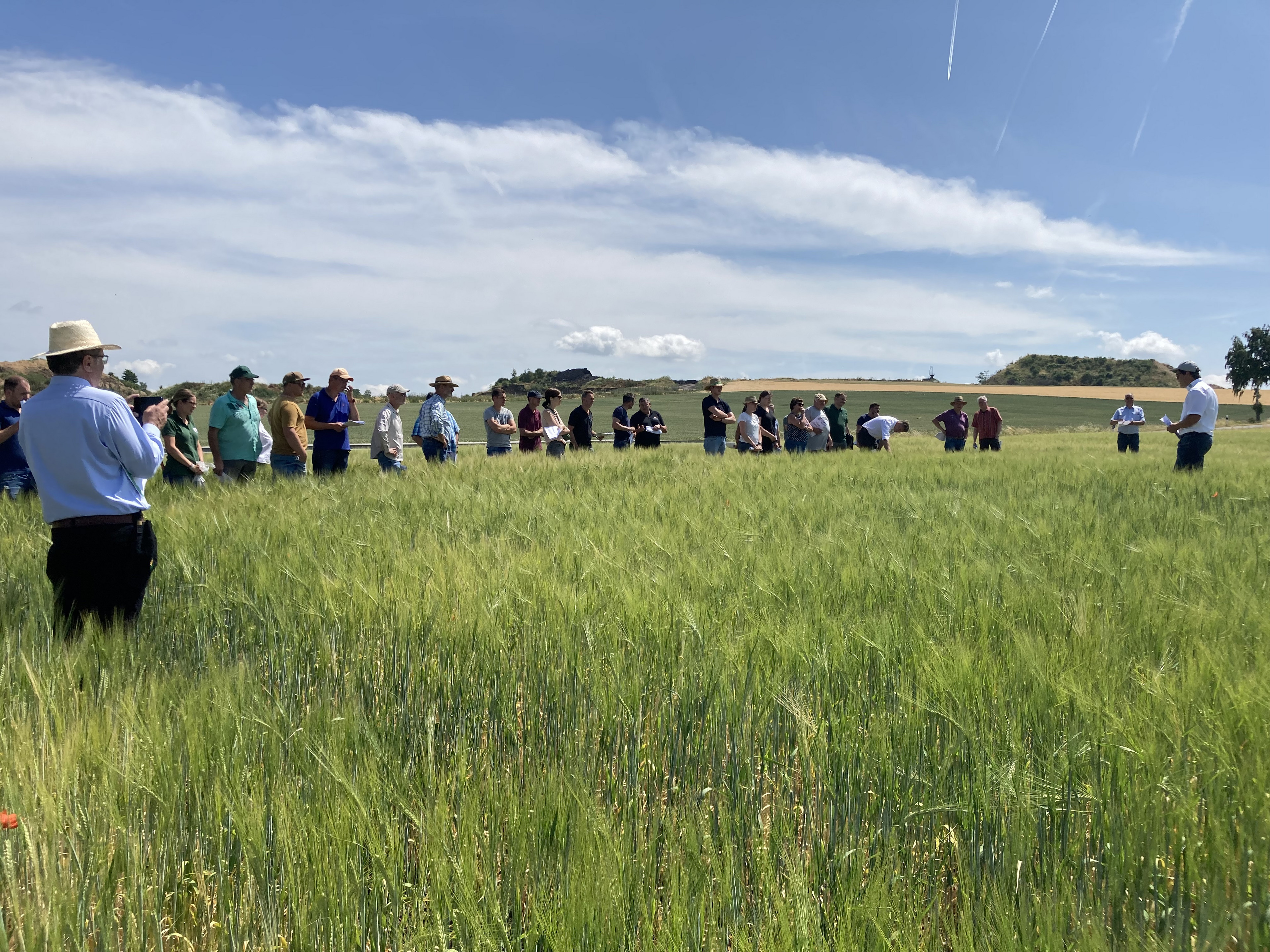 Braugerste wird auf dem Feld begutachtet.