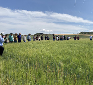 Braugerste wird auf dem Feld begutachtet.