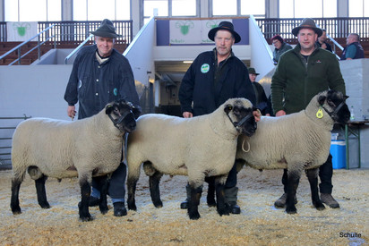 32. Schwarzkopf- und 30. Suffolk-Eliteauktion in Krefeld