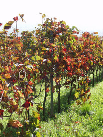 Weinbergsrolle / Weinlagen / Gewannen