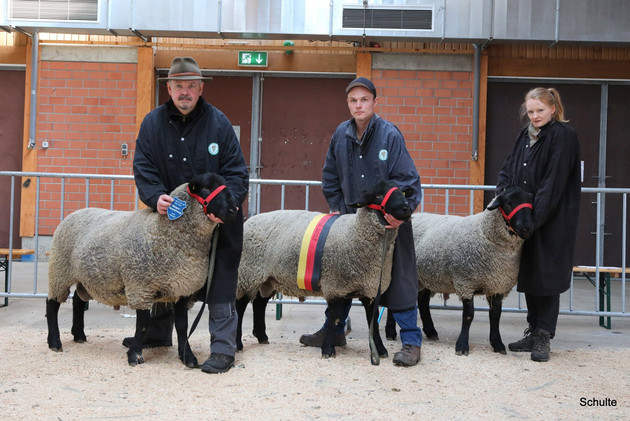Erfolgreiche 31. Schwarzkopf- und 29. Suffolk-Elite in Alsfeld