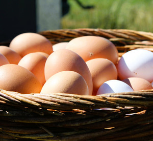 Korb, gefüllt mit Eiern