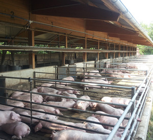 Schweinestall