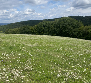 Blick auf eine mit Gänseblümchen übersäte Wiese an einem Hang
