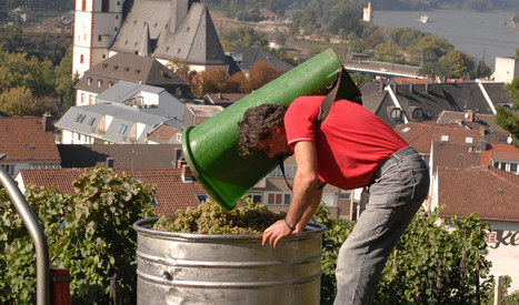 Traubenernte