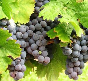 Blauer Portugieser