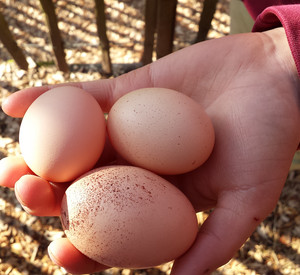 Hühnereier in einer Kinderhand.
