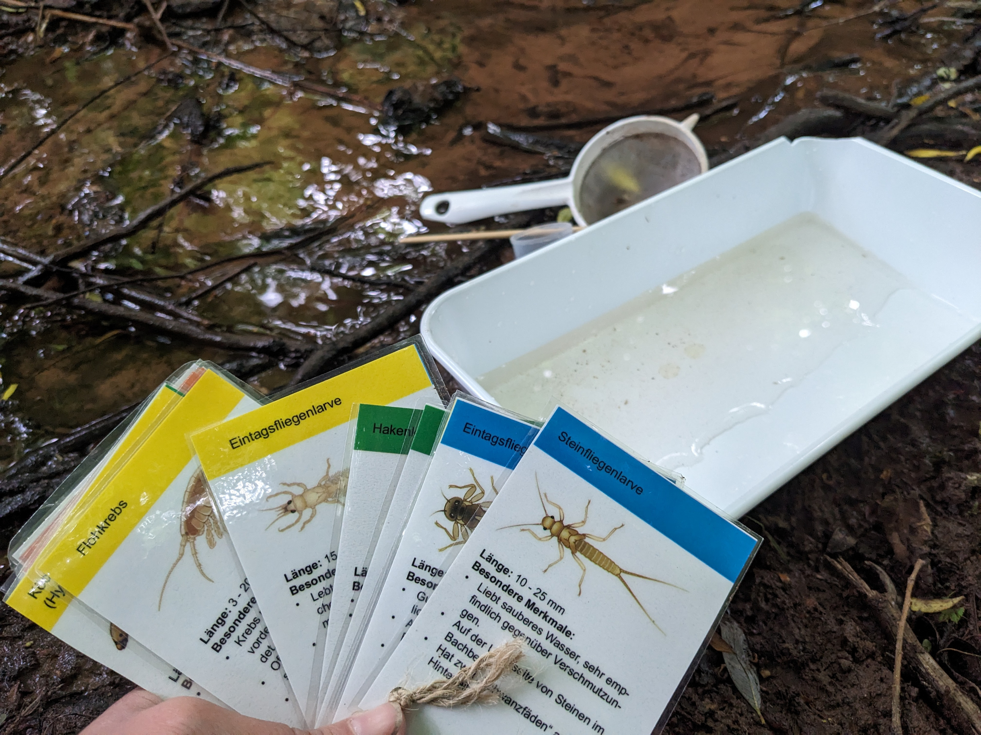 Dateikarten von Insekten im Wasser.