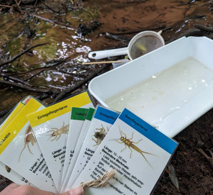 Dateikarten von Insekten im Wasser.