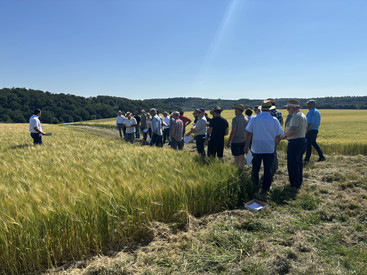 Entwicklungen und Herausforderungen bei der Braugerste