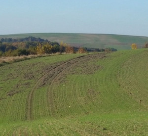 Wildschaden