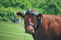 Kuh mit Technik auf dem Kopf