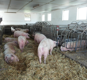 Schweinestall