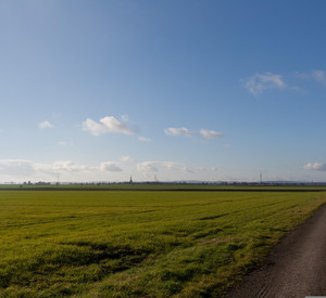 Grünes Feld