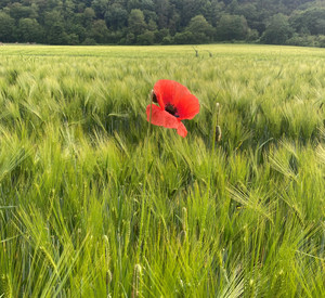 Klatschmohn in einem Gerstenfeld
