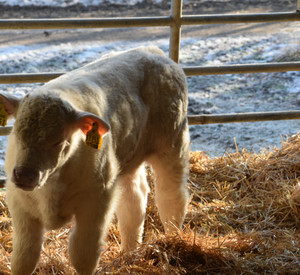 Kalb im Betrieb Doetsch.