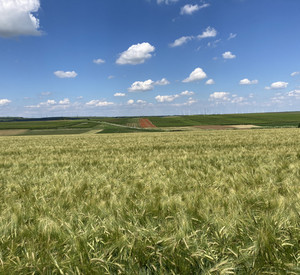 Feld mit Braugerste.