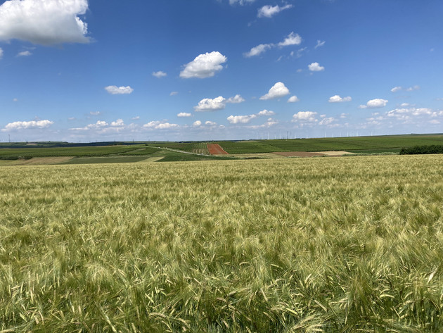 Lexy, Amidala und LG Caruso für den Anbau 2026 in RLP empfohlen Lexy, Amidala und LG Caruso für den Anbau 2026 in RLP empfohlen