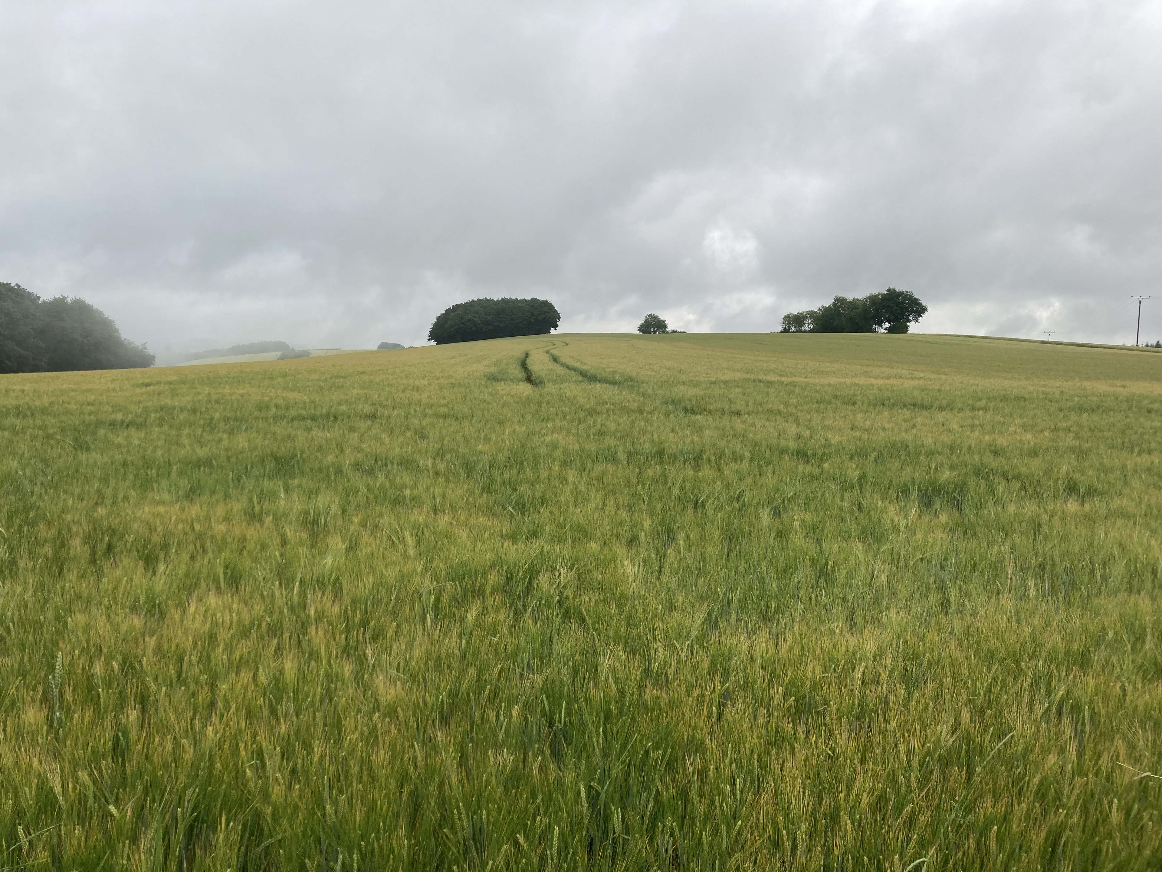 Sommergerstenbestand im Hunsrück