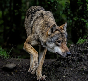 Ein Wolf