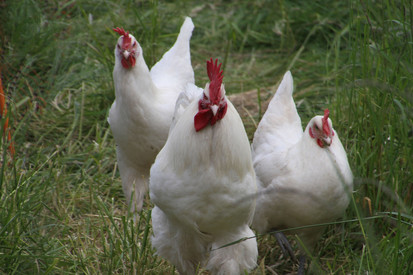 Geflügel