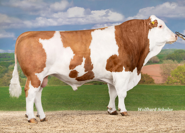 Bullenempfehlung Frühjahr-Sommer 2026 