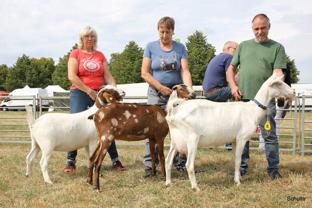 Ziegen- und Dorper-Eintragungsschau auf dem Veitsrodter Prämienmarkt