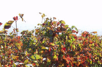 Weinreben im Herbst