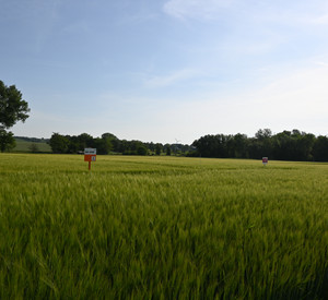 Feld mit Braugerste