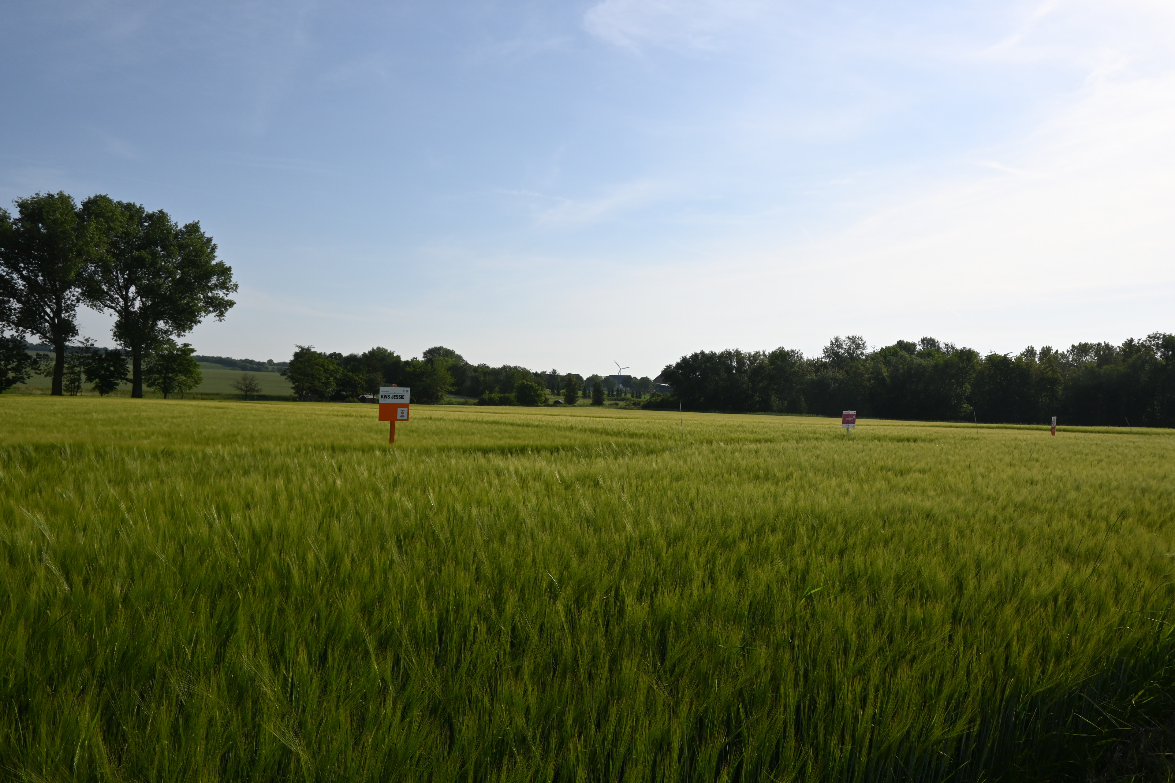 Feld mit Braugerste