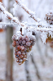 Eisweintrauben