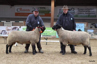 Gemeinsame Fleischschafauktion mit Hessen, Rheinland-Pfalz und Saarland in Neuwied-Oberbieber (RP) – der Tag der Schwarzköpfe Gemeinsame Fleischschafauktion mit Hessen, Rheinland-Pfalz und Saarland in Neuwied-Oberbieber (RP) – der Tag der Schwarzköpfe