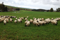In Rheinland-Pfalz gibt es rund 5.000 Schaf- und Ziegenhalter.