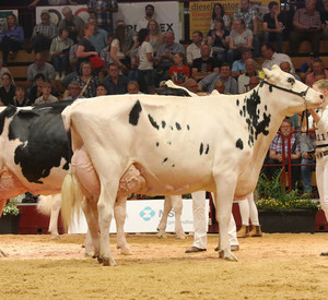 Como x Fever von Nosbisch Holsteins in Niederweis.