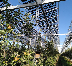 Obstspalier unter einer Agri-Photovoltaikanlage