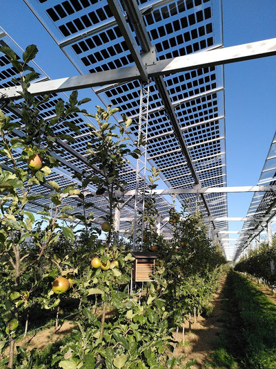 Obstspalier unter einer Agri-Photovoltaikanlage